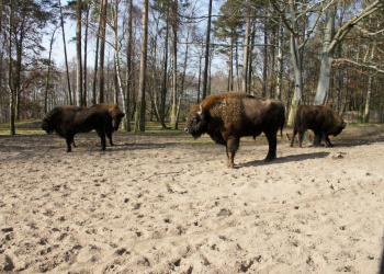 Wisentreservat Wisentreservat